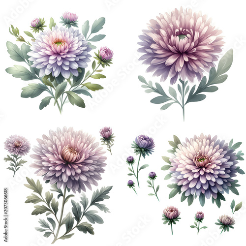 Lavender Chrysanthemum Botanical Illustration – Detailed Floral Artwork with Lilac and Pink Petals