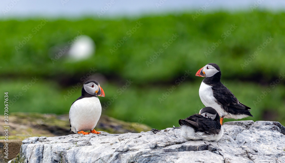 Fototapeta premium Atlantic puffin on the island's rocks, Fratercula arctica