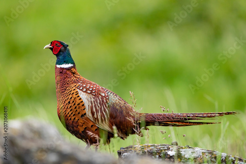 Ring-necked Pheasant on a rock on natural background