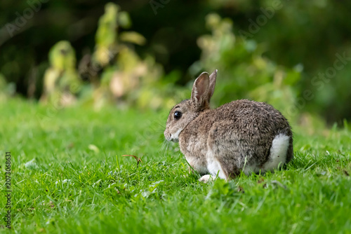 Cute Rabbit on a grassy lawn