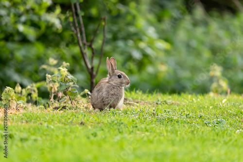 Cute Rabbit on a grassy lawn
