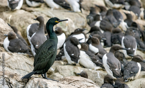 cormorant in the middle of a bird colony
