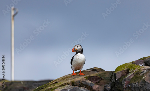 Atlantic puffin on the island's rocks, Fratercula arctica