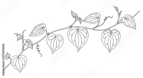 Vine with heart shaped leaves illustration.