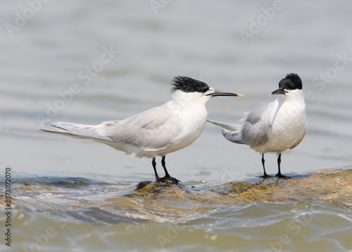 A pair of Sandwich Terns (Thalasseus sandvicensis) in breeding plumage stand close together on a floating log in water during a courtship display, featuring an explicit ИРФ layout.