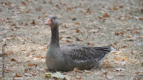 A grey goose resting on dry ground covered in fallen leaves.