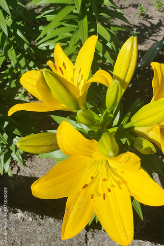 Bright yellow lilies with green buds bloom in a summer garden under sunlight. Beautiful flowering plant, daylily, floristry