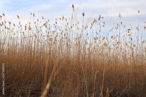 Golden reeds against a fiery sunset. Tranquil landscape. Beauty in nature.
