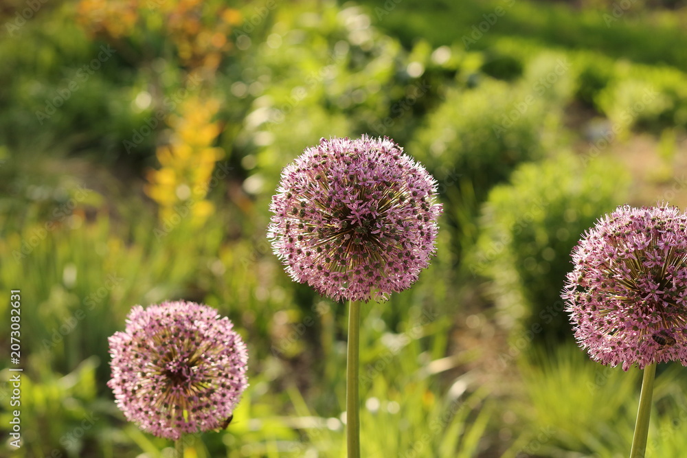Obraz premium Purple Gladiator Allium flowers blooming in a sunny garden with backlighting
