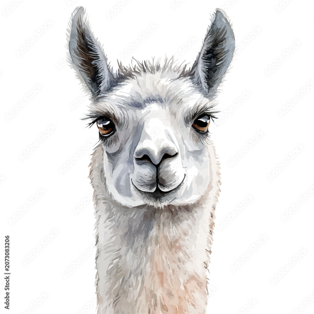 Fototapeta premium Llama, refined watercolor illustration with luminous tones and soft layered brushwork, isolated on a white background.