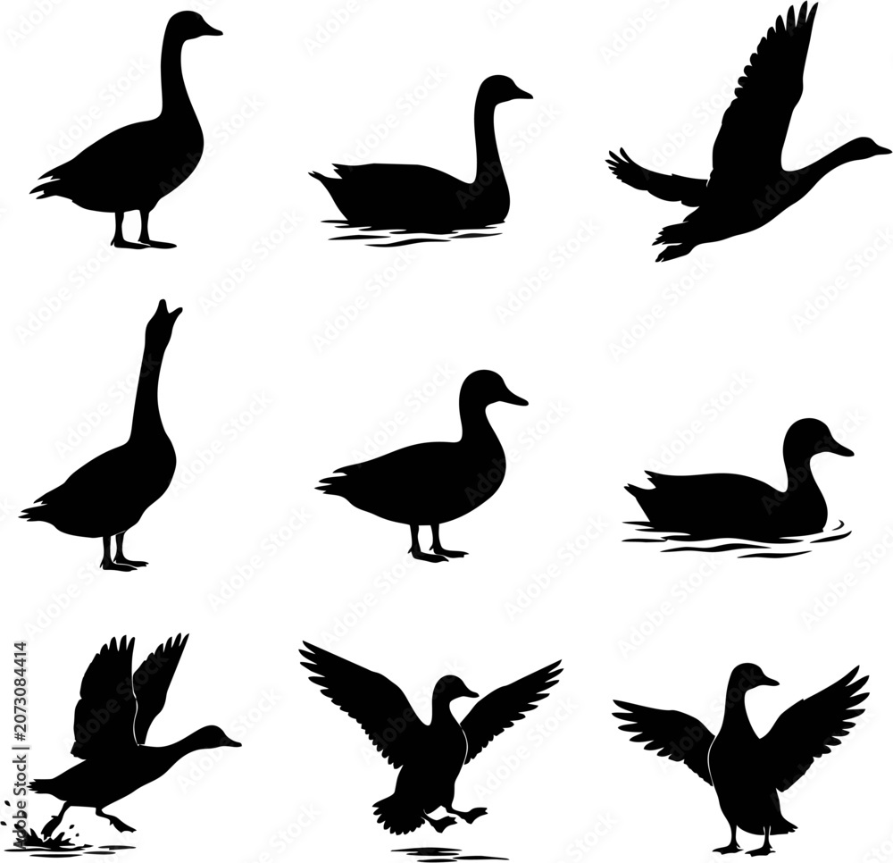Obraz premium Goose and Duck Silhouette Icon Set in Different Poses and Actions Isolated on White Background