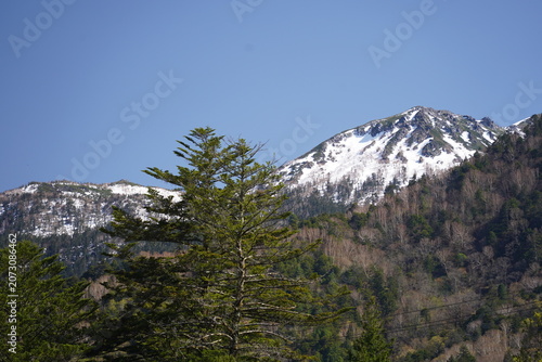 Majestic snow capped mountain peak behind evergreen forest