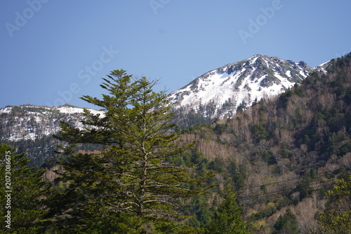 Majestic snow capped mountain peak behind evergreen forest