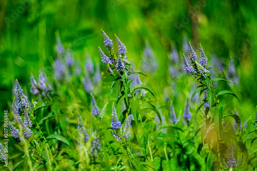 Summer background with blue wildflowers against a blurred backdrop.
