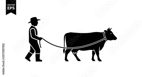 Farmer leading a dairy cow illustrates the traditional practice of livestock management on a farm.