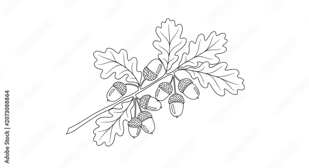 Fototapeta premium Oak tree branch with acorns.