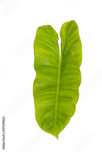 Beautiful bright green tropical leaves, isolated on transparent background, lush botanical foliage, fresh natural design
