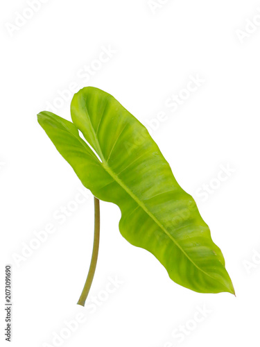 Fresh tropical leaves in bright green tones, isolated on transparent background, elegant nature-inspired composition