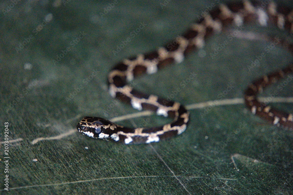 Obraz premium Tiny snake on a leaf in the Intag Valley, Cuillaje, Ecuador