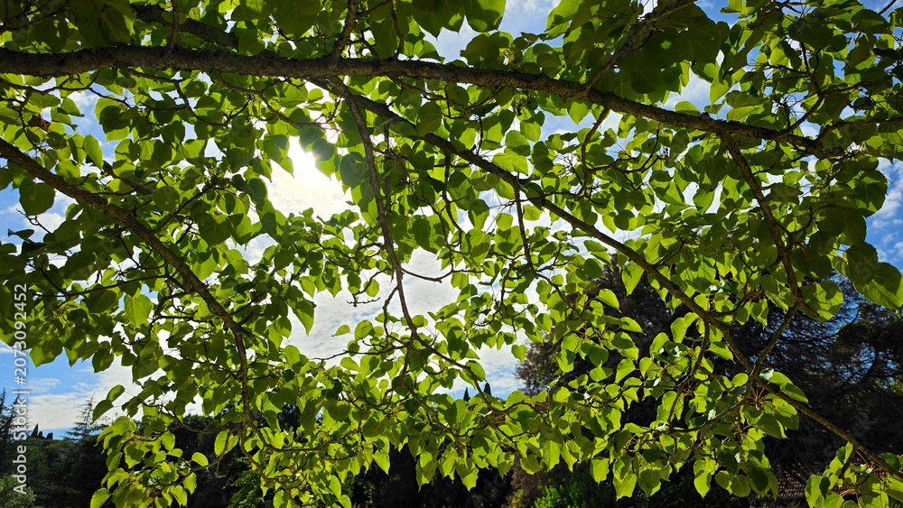 Fototapeta premium Sunlight Through Green Tree Branches with Fresh Leaves