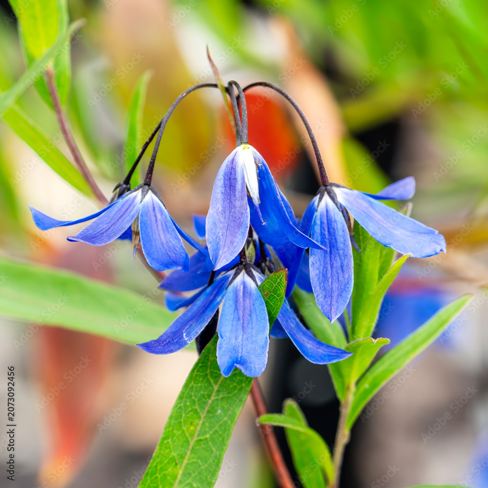 Fototapeta premium Billardiera heterophylla 'Ultra Blue' summer flowering plant with a blue summertime flower, gardening stock photo image