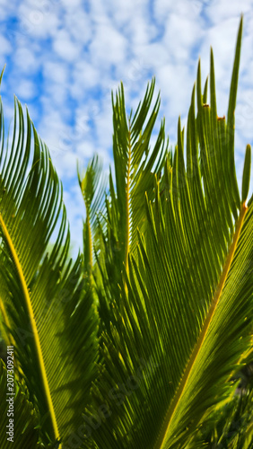 Close-Up of Palm Tree Leaves Against Blue Sky