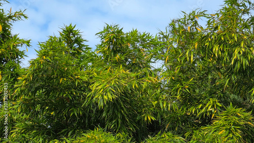 Lush Green Bamboo Leaves Against a Blue Sky