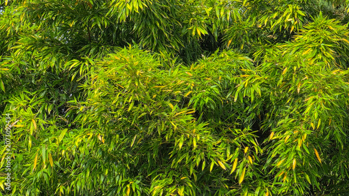 Dense green bamboo leaves texture background