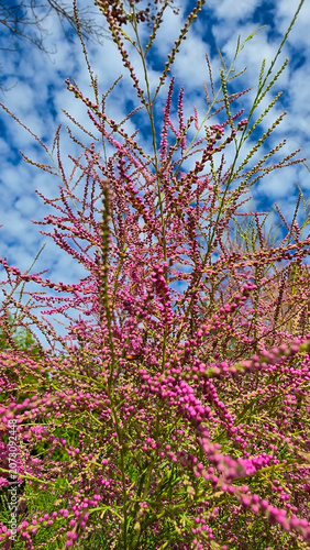 Close-up of Pink Tamarix Flowers Against Blue Sky