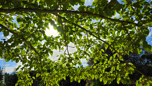 Sunlight Through Green Tree Branches with Fresh Leaves