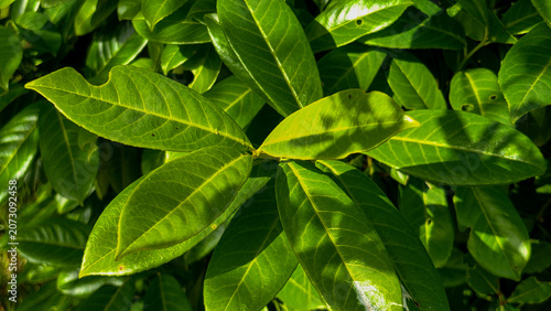 Close-up of Healthy Green Leaves with Natural Texture