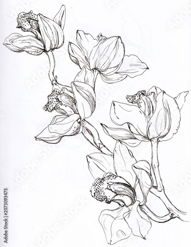Konstfotografi Ilustración de orquídeas en forma de vara o tallo floral, orquideas cymbidium di