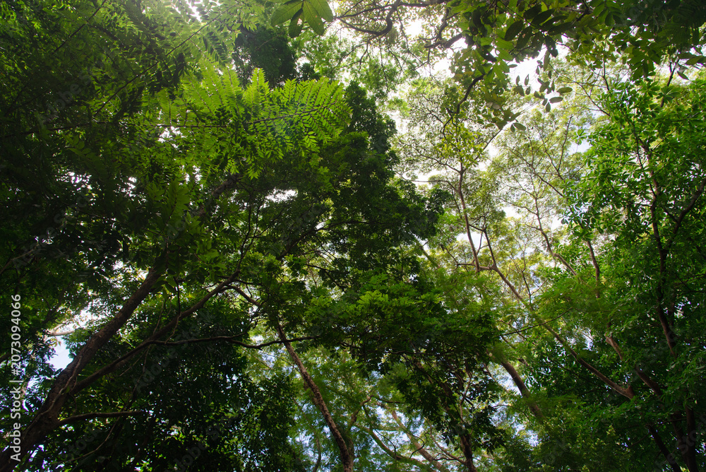 Fototapeta premium Tree Canopies