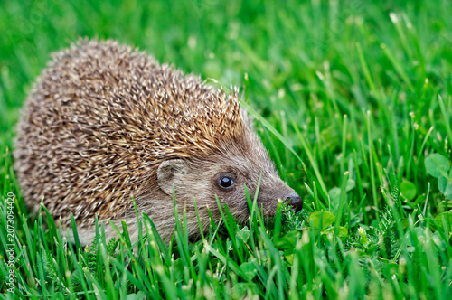 Hedgehog in a garden in England, United Kingdom