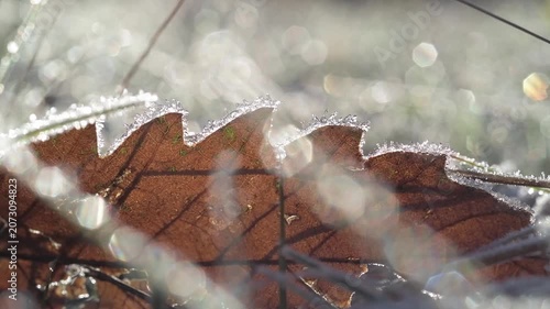 Close-up of an autumn leaf covered in frost.
