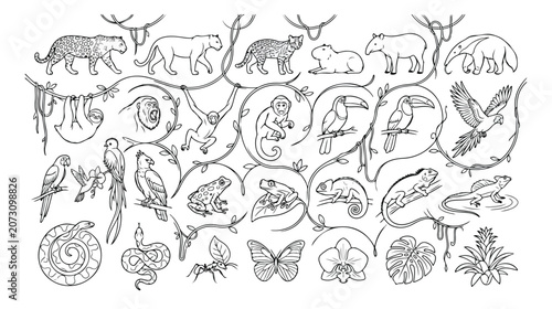 Jungle animals vector line art collection, rainforest wildlife outline illustrations, tropical flora and fauna, exotic nature design elements for educational content and branding