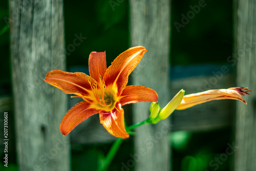 
An orange lily in a home garden on a sunny day.