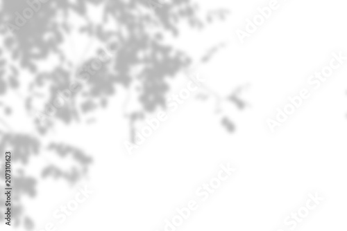 dappled leaves shadow overlay isolated on transparent background with abstract effect on leaf foliage with soft and smooth blur, useful for texture of background.