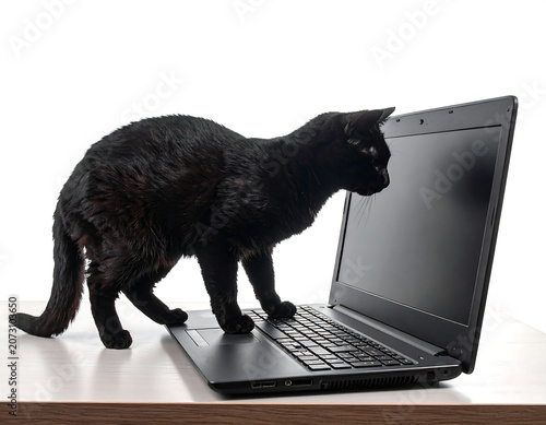 A black cat curiously investigates a laptop on a table