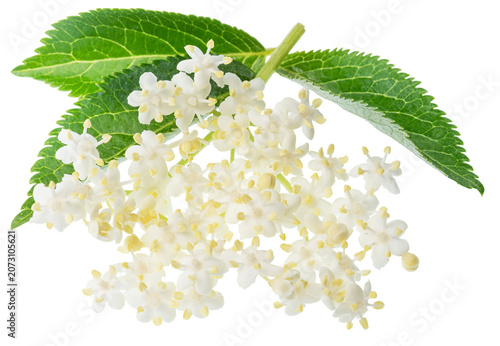 Fresh white elderberry blossom with elderberry green leaves isolated on a white background. Herbal medicinal tea ingredient.