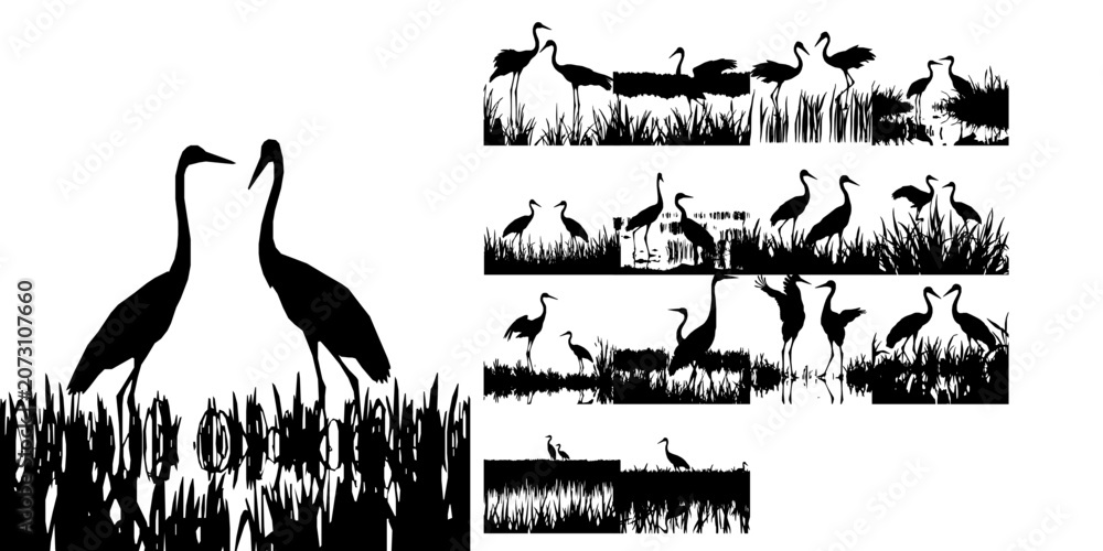 Fototapeta premium Pair Of Cranes In A Rice Paddy Silhouette