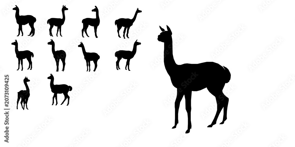 Obraz premium Alpaca Standing Silhouette