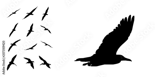Canvastavla Albatross Flying Silhouette