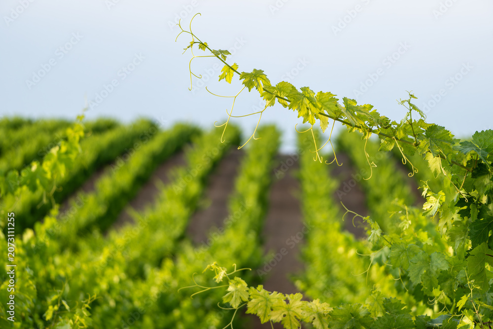 Fototapeta premium Grapevine branches with fresh green leaves and tendrils stretching across a vineyard on a sunny day. Viticulture and wine production
