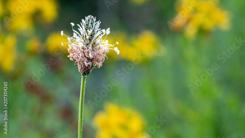 Wild Medicinal Plantain Flower in Natural Prairie Habitat