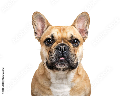 Εκτύπωση καμβά Close-up portrait of a fawn french bulldog with large erect isolated on png tran