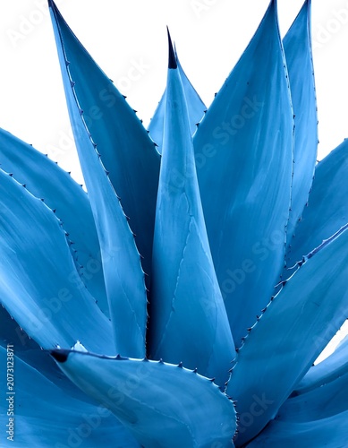 A close-up of a vibrant blue agave plant with sharp, spiky leaves