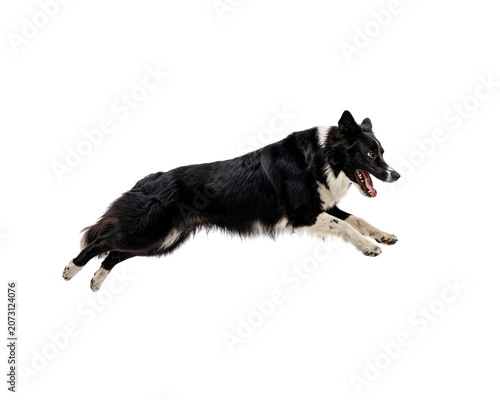Canvas Print Energetic black and white border collie dog in mid-air leap isolated on png tran