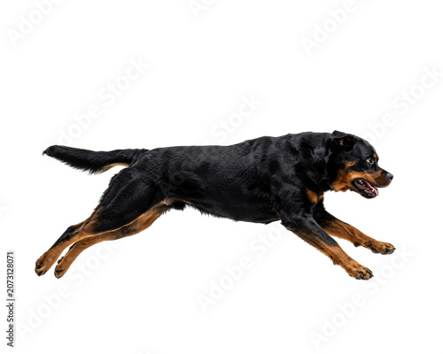 Powerful rottweiler dog in full gallop, focused and intense isolated on png transparent background isolated on a transparent background