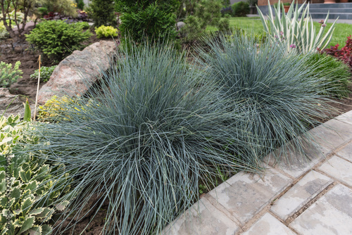 Lush blue fescue (Festuca glauca) bushes in a vibrant garden landscape.